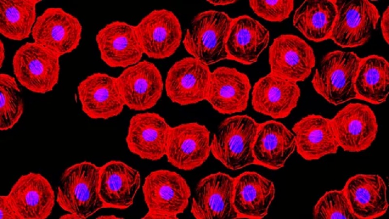Past the Health center: Way of life Conduct That Spice up Stem Cellular Restoration